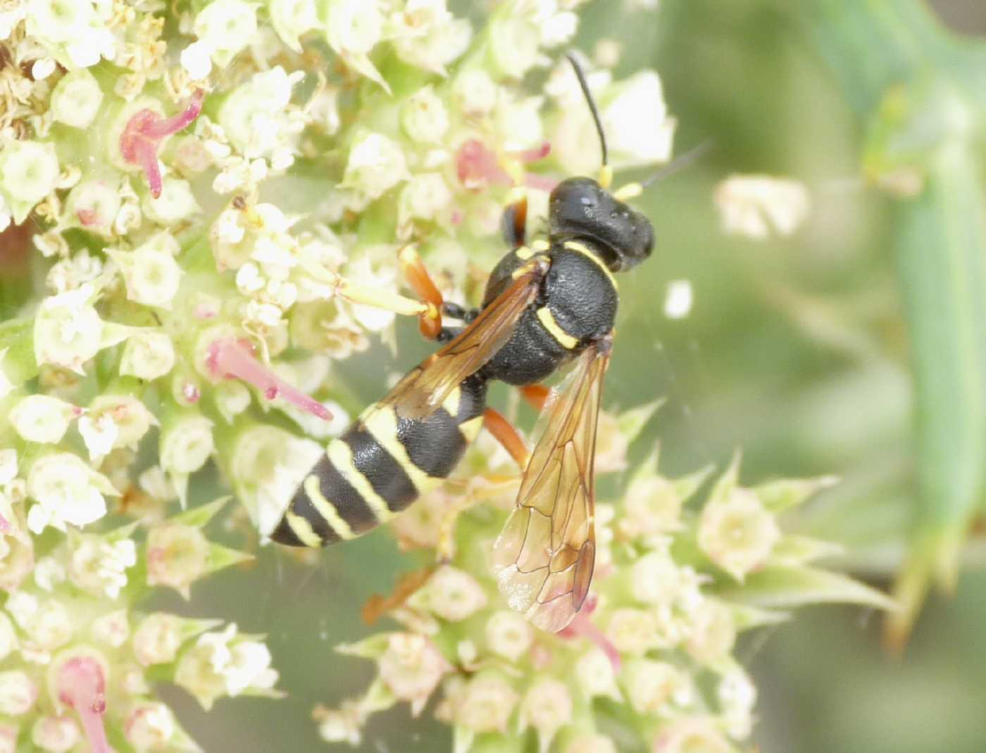 Gorytes cf. sulcifrons.